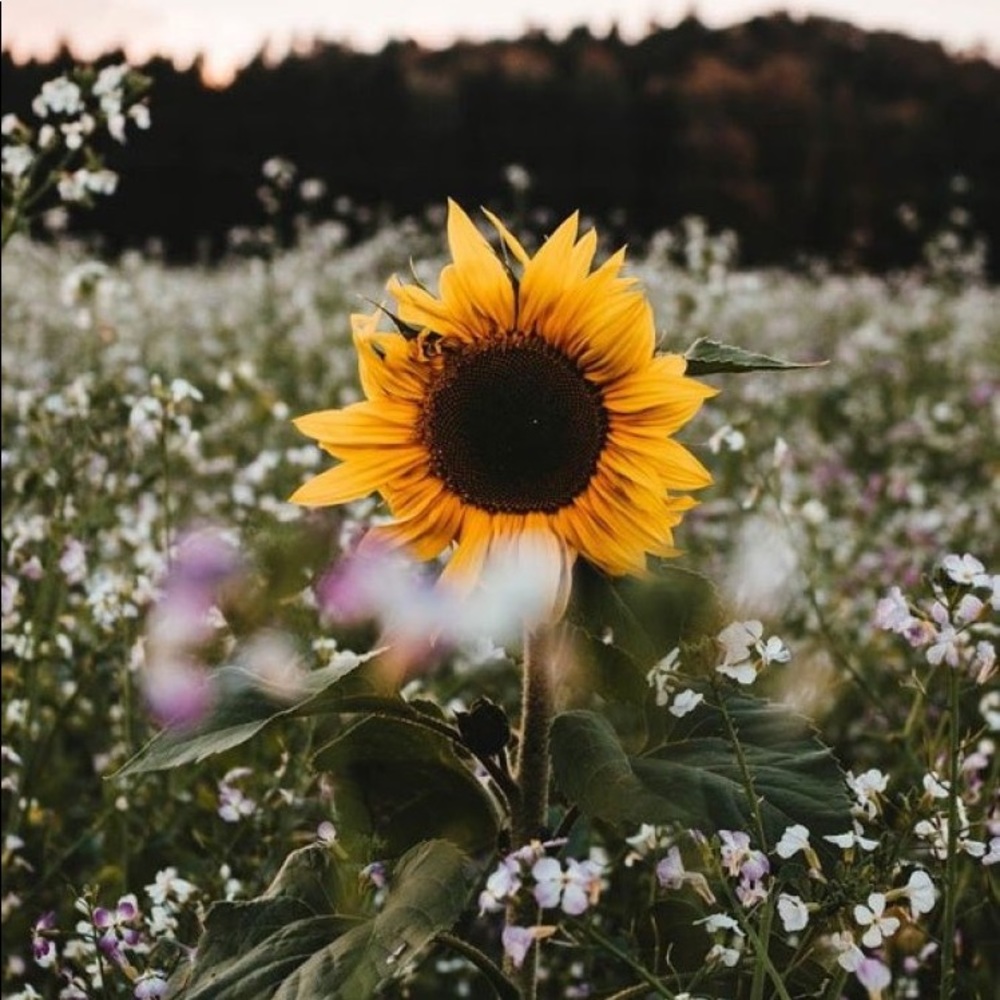 Meet your Posher, Brianne